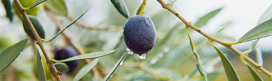 Eine Olive hängt an einem Ast
