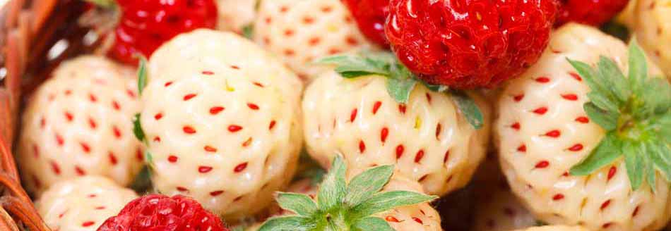 Pineberry: Ein Korb mit Pineberrys und Erdbeeren
