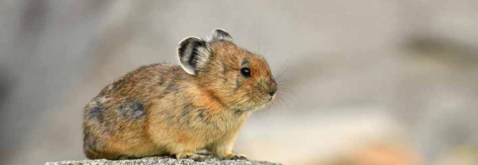 Gibt es den Pfeifhasen wirklich? Ein Pika sitzt auf einem Stein