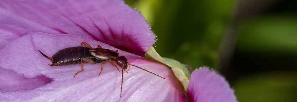 Ein Ohrwurm sitzt auf einer Blüte