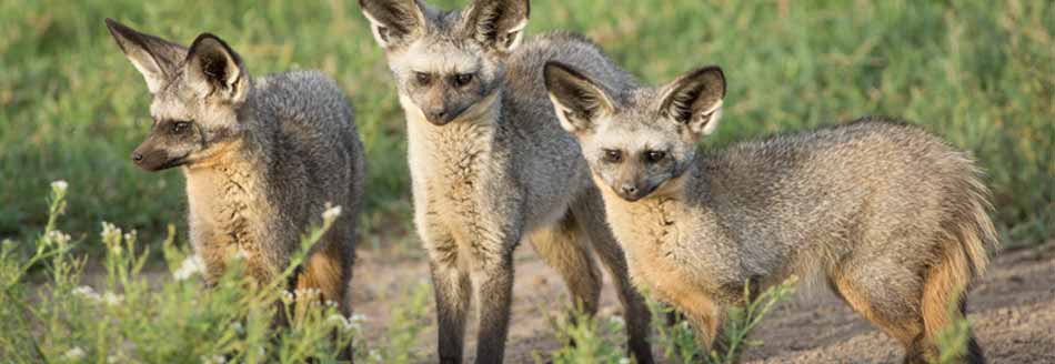 Drei Löffelhunde stehen in der Natur