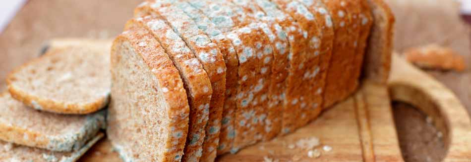 Schimmelarten: Grüner Schimmel an einem Brot