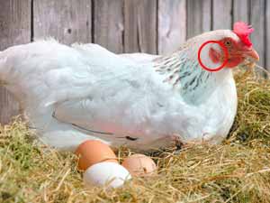 Farbe Eier: Eine Henne sitzt auf weißen und braunen Eiern