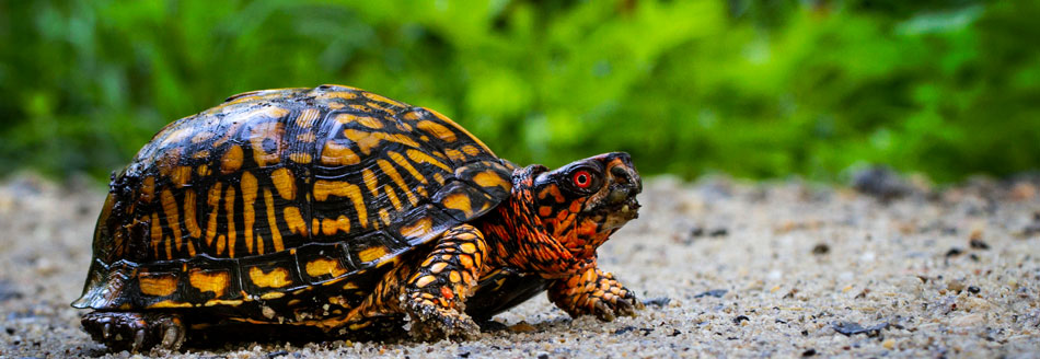 Gibt es die Dosenschildkröte wirklich?