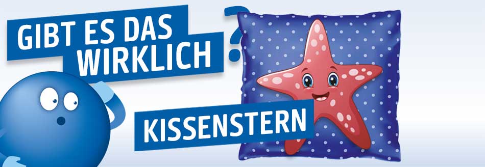 Gibt es den Kissenstern wirklich?