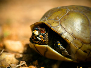 Eine Dosenschildkröte mit fast geschlossenem Panzer