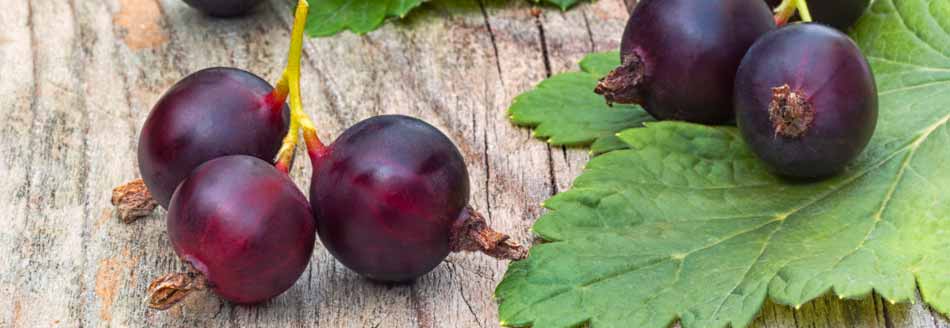 Jostabeeren liegen auf Holz