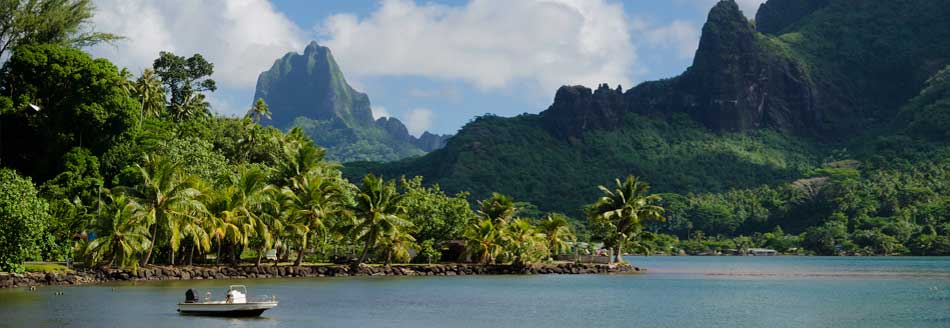 Unser Pointee ist auf Moorea