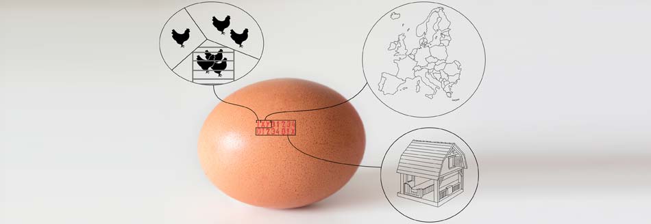 Ein Ei mit Aufdruck und Symbolen zur Erklärung