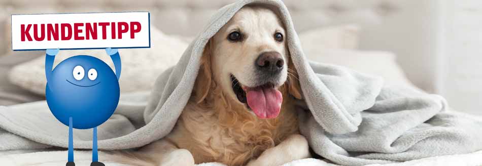 Zitrone gegen Flöhe beim Hund: Ein Hund liegt bestens gelaunt unter einer Decke