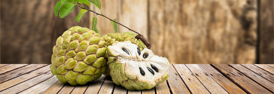 Eine halbe Cherimoya hat Gesellschaft von zwei ganzen Cherimoyas