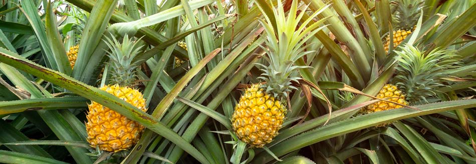 Wächst die Ananas am Baum oder auf einem Stamm? • PAYBACK
