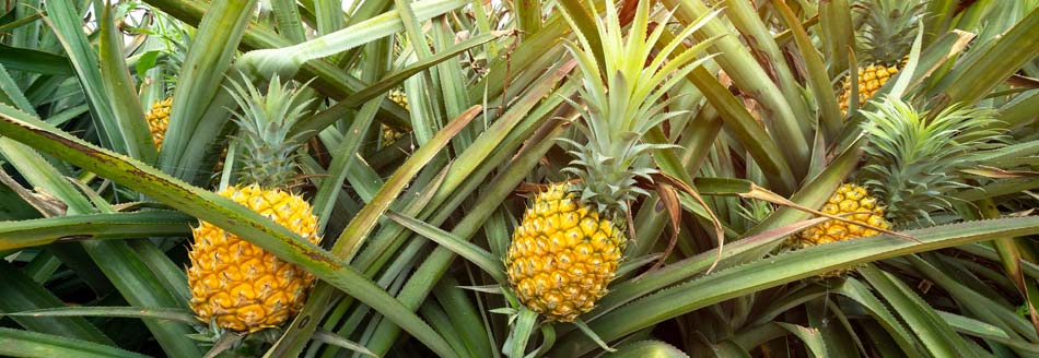 Zwei Ananas sitzen auf einem Stamm und warten auf die Ernte