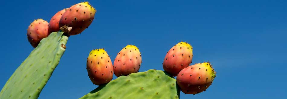 Einige Kaktusfeigen warten auf einem Kaktus darauf, gepflückt zu werden