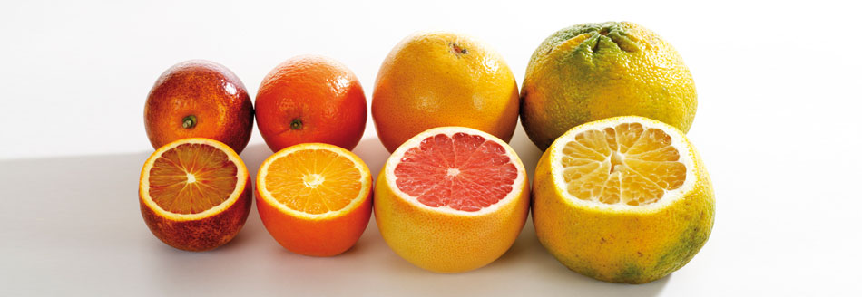 Eine Ugli stellt sich dem direkten Vergleich mit Blutorange, Orange und Grapefruit.