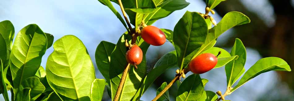 Wunderbeeren am Baum