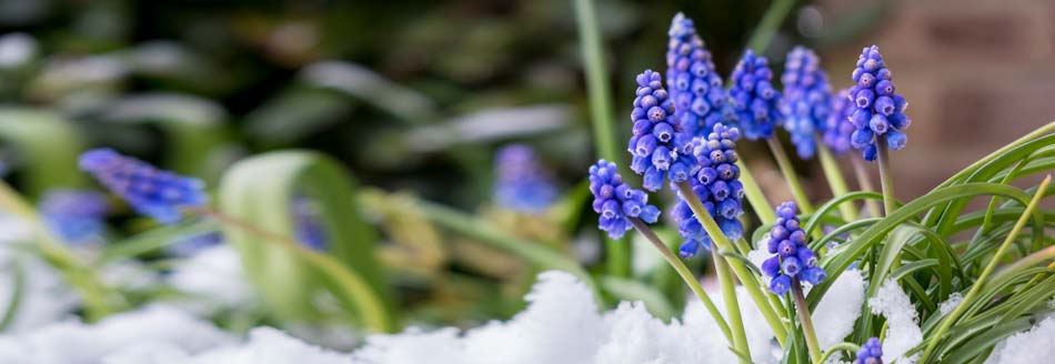 Wann sind die Eisheiligen? Blumen im Schnee