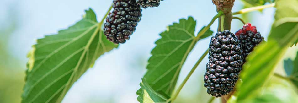 Maulbeeren am Baum