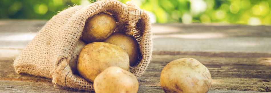 Sind grüne Kartoffeln giftig? Kartoffeln im Jutesack