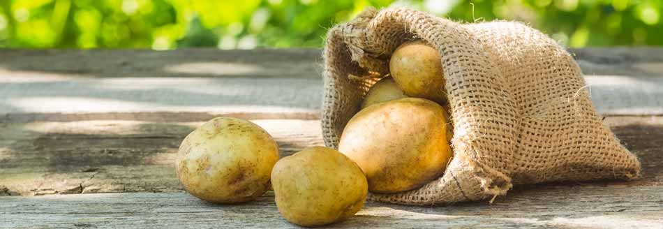 Kartoffeln im Sack: Kann man grüne Kartoffeln essen?