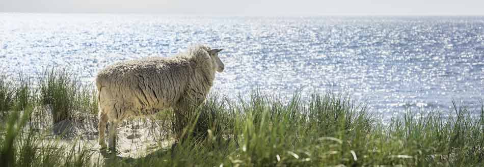 Ein Schaf genießt die Aussicht auf Sylt