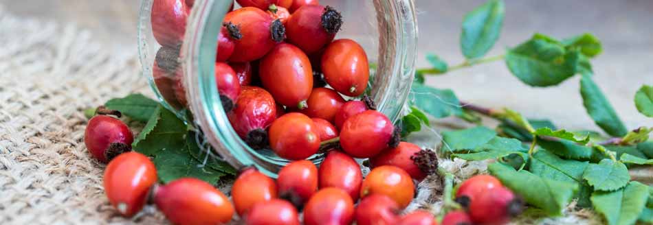 Hagebutten enthalten besonders viel Vitamin C