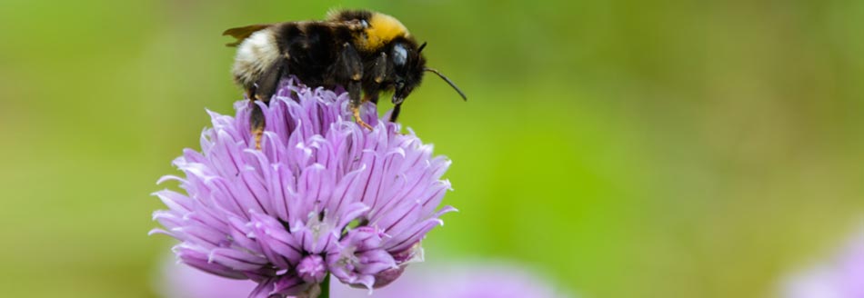 Eine Hummel auf einer Schnittlauchblüte