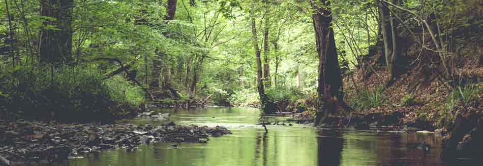 Flusslandschaft im Spreewald