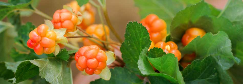 Moltebeeren am Strauch