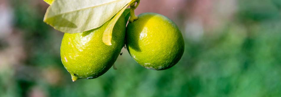 Limequat-Frucht am Baum