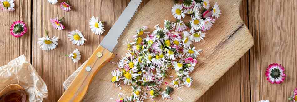 Mit Gänseblümchen kochen