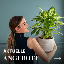 Angebote