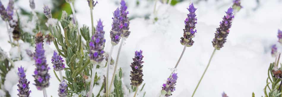 Pflanzen draußen überwintern