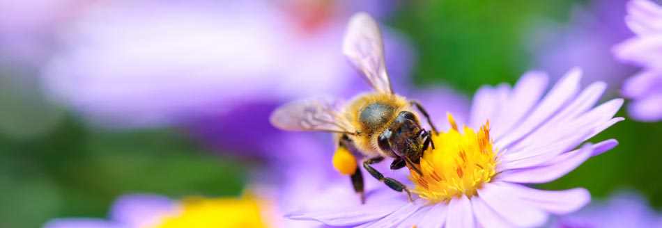 Bienenfreundliche Pflanzen