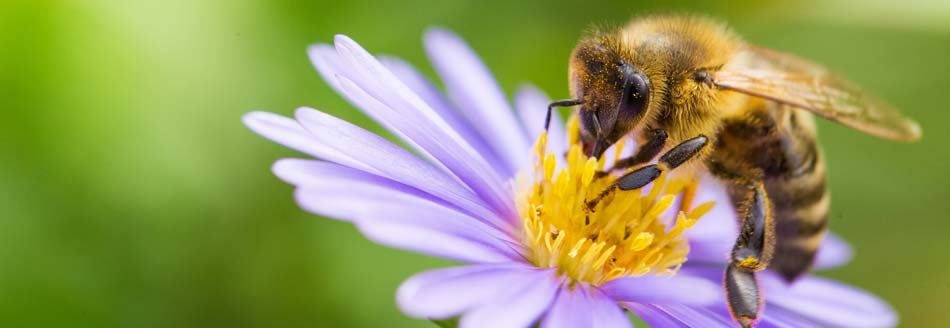 Eine Biene sitzt an einer bienenfreundlichen Pflanze