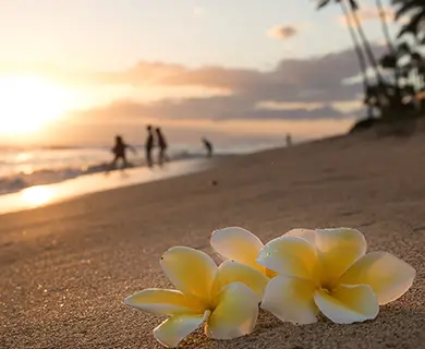 Sichere dir mit deinen PAYBACK °Punkten einen von unseren PURELEI Gutscheinen und hol dir Hawaii nach Hause
