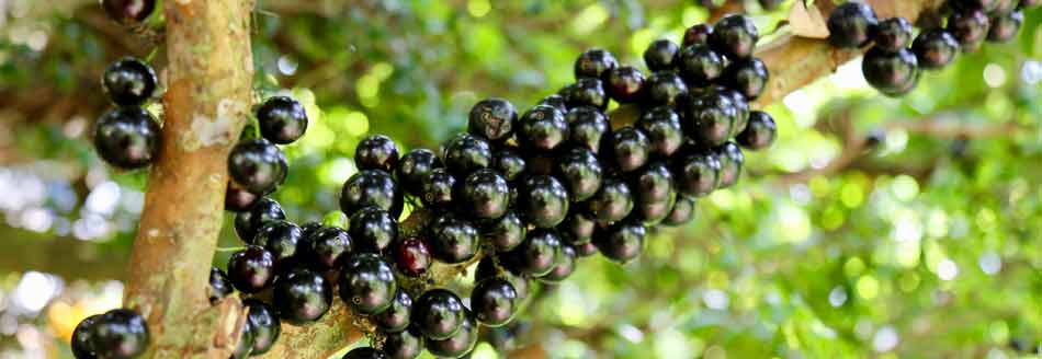 Jabuticabas am Stamm: Die Frucht heißt zu Recht auch Baumstammkirsche