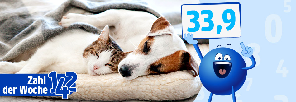 Ein Hund und eine Katze machen ein gemeinsames Nickerchen.
