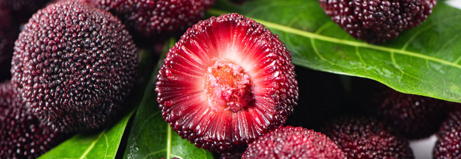 Pappelpflaume am Baum