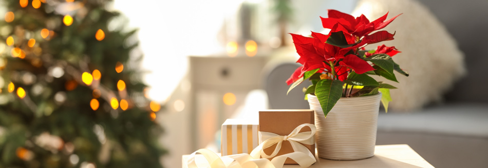 Ein besonders hübscher Weihnachtsstern steht in seinem Topf im Wohnzimmer herum.