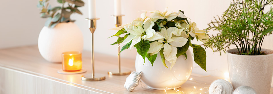 Ein Weihnachtsstern mit weißen Hochblättern hat auf dem Sideboard Gesellschaft von einer anderen Pflanze.