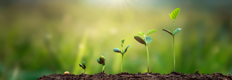 Heißt es der oder das Wachstum? Einige Pflänzchen in dunkler Erde wachsen eifrig vor sich hin.